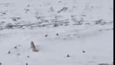 Diyadin’de aç kurtlar köpeği parçaladı: Sadece tasması kaldı