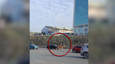 Maltepe D-100 kara yoluna giren büyükbaş hayvan trafiği altüst etti