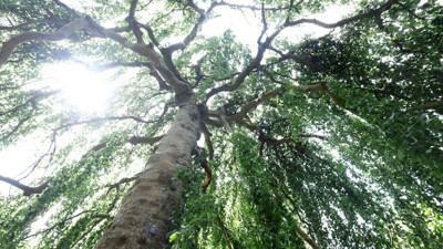 Bitkiler şarkı söylüyor! Uzmanlar açıkladı