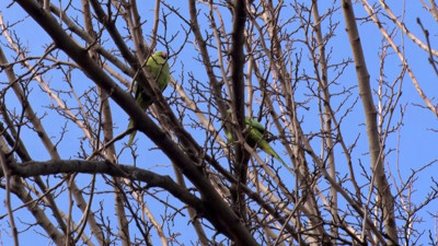 Büyükçekmece'de şaşkına çeviren görüntü! Papağanları görenler telefona sarıldı