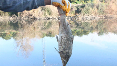 Korkutan durum! Rengi siyaha dönüp köpürdü, balıklar öldü