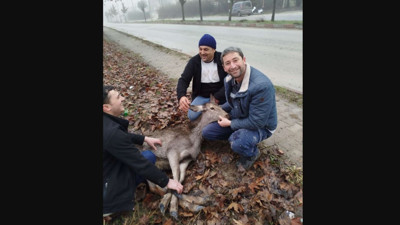 Mudurnu'da yaralı karacaya yardım eli: Tedavi edilip doğaya salınacak