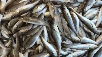 Trabzon'da mezgit ve istavrit bolluğu