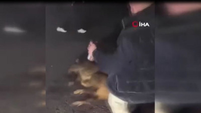 İçip içip domuza işkence yaptılar