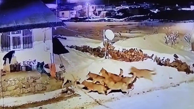 Çoban köpeği deliye döndü! Çoban köpeği 6 kurdu köyü zindan etti