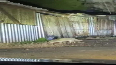 Yiyecek arayan tilki kent merkezinde