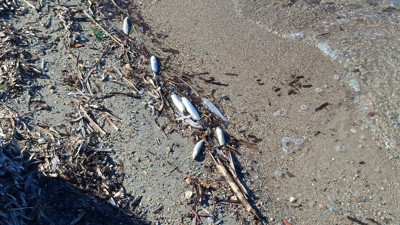 Aydın’da ölü balıklar yine kıyıya vurdu