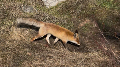 Aç kalan tilki şehirlere indi: O anlar kamerada