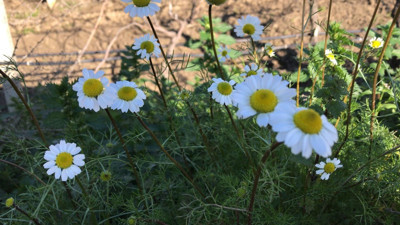 Manisa’da papatyalar açtı