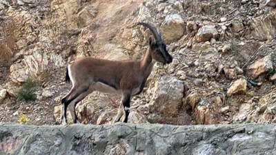 Dağ keçisi avlayan kişiye 666 bin 619 lira ceza!