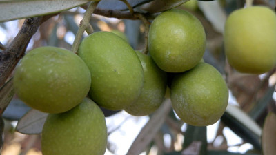 Mersin’de 150 bin ton zeytin rekoru
