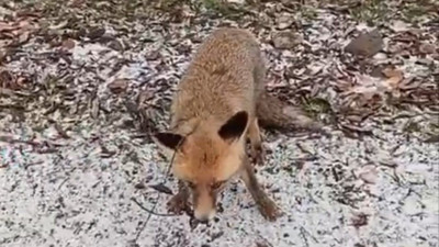Tilkiye eziyet etti, jandarma acımadı