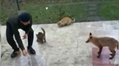 Tilki ve kedilerin yemek dostluğu