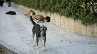 Sahipsiz köpekler saldırmıştı! Hamile kadın, bebeğini kaybetme tehlikesi yaşıyor
