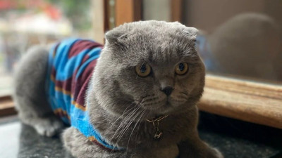 O bir minik Trabzonspor fenomeni... Bu çağrıya kulak verin Tom ne zaman stada girecek?