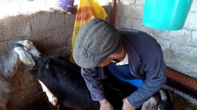 Mersin'de kahreden olay! Çiftçinin hayvanları telef oldu