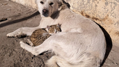 Kedi ve köpeğin dostluğu yürekleri ısıttı!