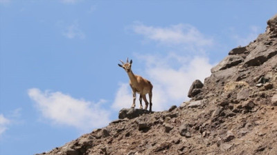 Koruma altındaki bu hayvanı avlayan yandı: 661 bin 883 bin TL cezası var