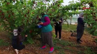 Türkler tadına zor bakıyor Dubaililer hapur hupur yiyor. Kansere duvar örüyor kabızlığı bitiriyor