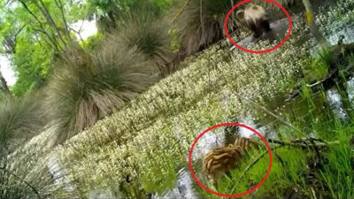 Yaban domuzu yavruları ormanda su içerken görüntülendi