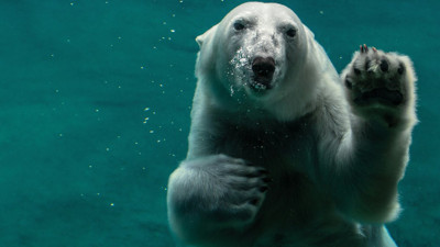 Kutup ayıları hakkında 25 ilginç bilgi