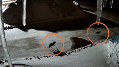 Yüksekova’da maden tesisine giren kurtlar kameraya yansıdı