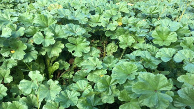 Doğal mucize; kanseri tedavi ediyor, kalp krizini engelliyor! İşte faydaları saymakla bitmeyen ot!