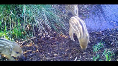 Yaban domuzları, fotokapana yakalandı