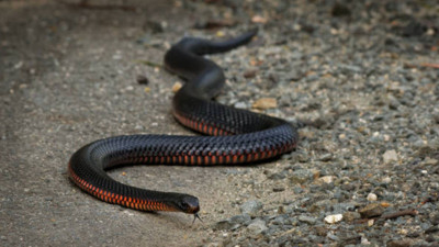 Bir evin bahçesinde 102 zehirli yılan bulundu!
