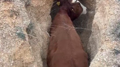 Çukura düşen inek için seferber oldular