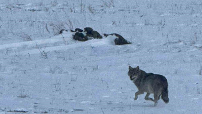 Aç kalan kurt, köye indi