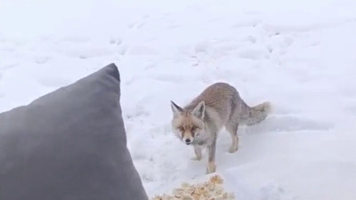 Yozgat’ta yaban hayatı görüntülendi