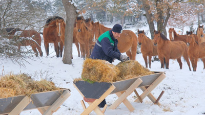 Bolu'da yılkı atlarına yem bırakıldı