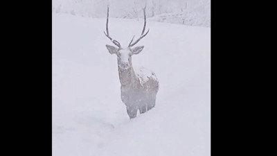 Karla kaplı dağda görüntülendi