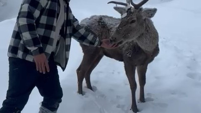 Karlı havada kızılgeyikler görüntülendi