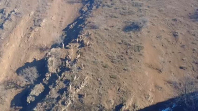 Nesli tehlike altındaydı! Elazığ’da sürü halinde görüldü