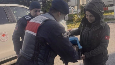 Muğla’da jandarma ekipleri yaralı şahini kurtardı