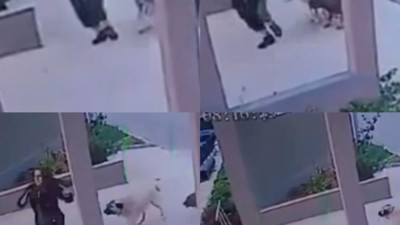 Başıboş köpekler yine saldırdı! Kaçan kadın bariyerlere çarparak düştü