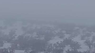 Aç kalan domuzlar mahalleye indi