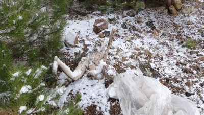 Cesedin kolunu tutan dondu kaldı