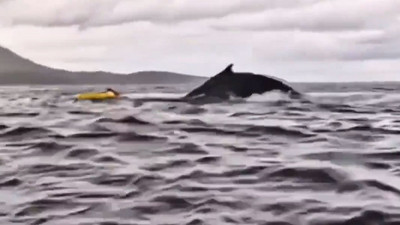 Kambur balina yuttuğu genci geri tükürdü