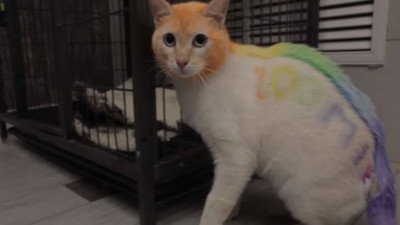 Doğuştan gökkuşağı renginde: Bilim dünyasını şaşırtan kedi yavrusu