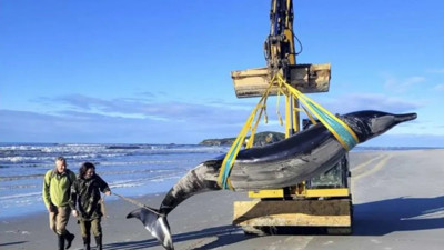 Sessiz balinalar: Okyanusun derinliklerinde yeni keşif