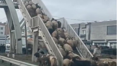 Üst geçidi kullanan koyunlar görenleri şaşırttı