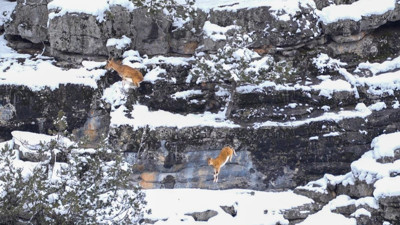 Adana’da dağ keçileri görüldü!