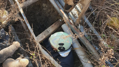 Bir an olsun yanından ayrılmadı! Çukura düşen yavrular kurtarıldı