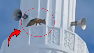 Yozgat’ta hayrete düşüren olay! Tilki minareye çıktı