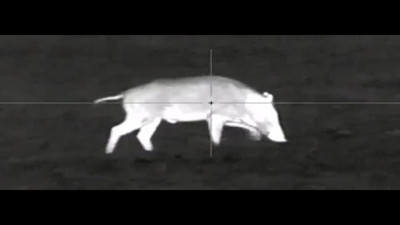 Doğanın saklı dünyası: Gece görüş kameralarıyla hayvanların gizli yaşamı