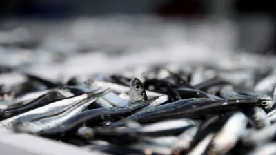 Balıkçılar rotayı oraya çevirdi! Kasa kasa hamsi tutuldu