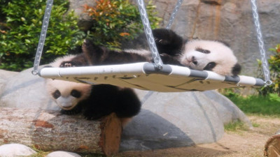 Sevimli ikiz panda yavruları ziyaretçilerine kavuştu